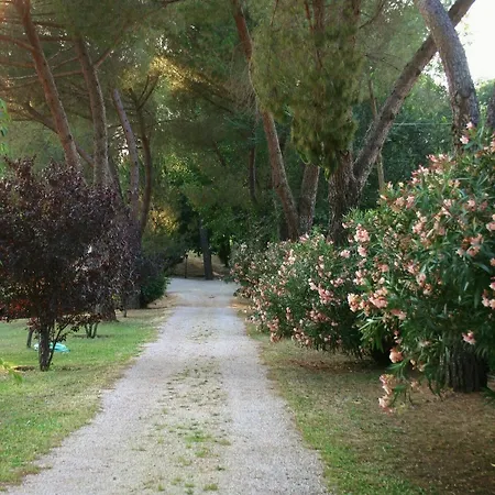 Oasis